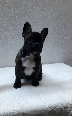 Fcı A Class Secereli Belgeli Show Kalite French Bulldog Yavruları 1