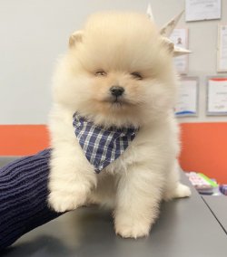 Pomeranian Boo Safkan Pasaportlu Karneli Yavrularımız 2