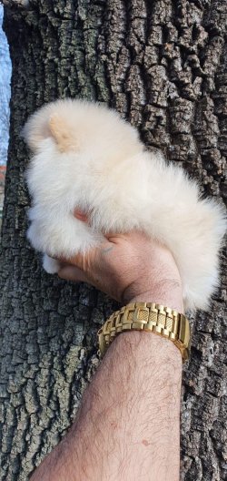 Yavru Pomerian Boo 3
