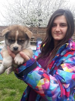 Çiftliğimizden Akita İ̇nu Yavrularımız 2