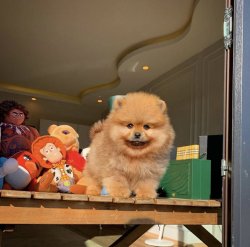 Üst Segment Küt Burun PomeranianBoo 2