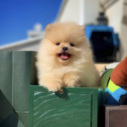 Orijinal Teddybear Yüz Yapısına Sahip Pomeranianboo Yavruları 1