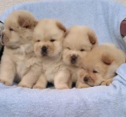 Satılık Chow Chow Yavruları 1