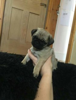 Sevimli Pug Mons Yavruları 1