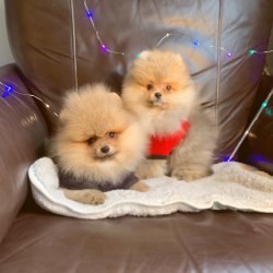 Pomeranian Boo Irk Ve Sağlık Garantili Yavrularımız 1