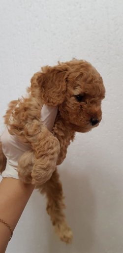 SAFKAN TOY POODLE YAVRULARIMIZ 2