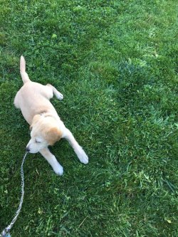 Sahibinden 2 Aylık Golden Retriever Yavru 2