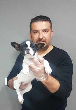 French Buldog Yavrular Mikroçipli   Pasoportlu 2