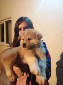 Sahibine Son Derece Sadık Akita İnu Yavrularımız Hachiko 2