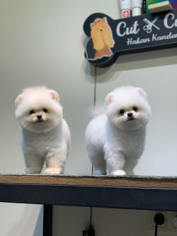Garantili Minyatür Pomeranian Boo Yavru 1