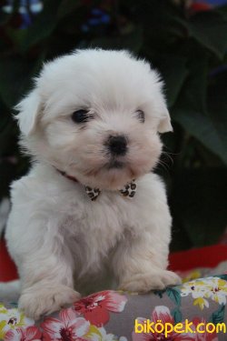 Kar Beyaz Maltese Terrier Yavrularımız Geldi 3