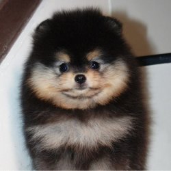 Partycolor Orjinal Pomeranian Yavrular 1