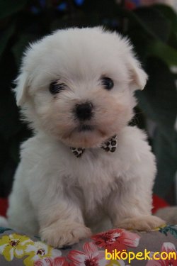 Kar Beyaz Maltese Terrier Yavrularımız Geldi 4