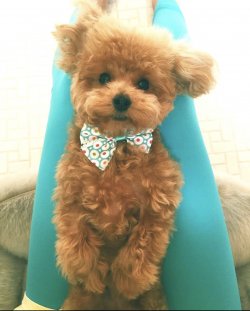 Büyümeyen Toy Poodle 1
