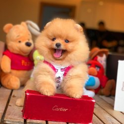 Gold Renk, TeddyBear Yüz Yapısına Sahip Kızımız 4