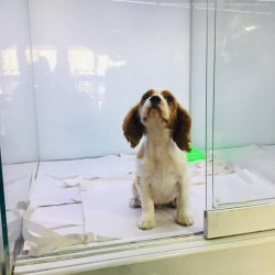 CAVALER KING CHARLES YAVRUMUZ  ANKARA PET SHOP TA 4