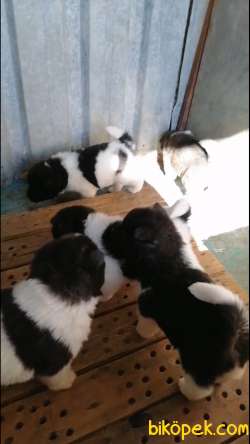 45 Günlük Akita Yavrularımız. 2