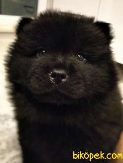45 GÜNLÜK KARNELİ SİYAH CHOW CHOW 2