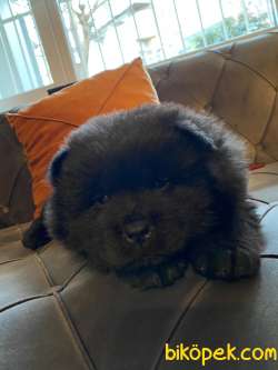45 GÜNLÜK KARNELİ SİYAH CHOW CHOW 3