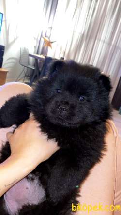 45 GÜNLÜK KARNELİ SİYAH CHOW CHOW 1