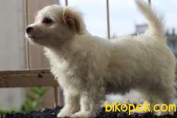 60 Günlük Maltese - Terrier Bebeğimiz 2