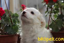 60 Günlük Maltese - Terrier Bebeğimiz 3