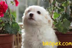 60 Günlük Maltese - Terrier Bebeğimiz 1