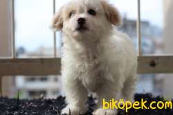 60 Günlük Maltese - Terrier Bebeğimiz 4
