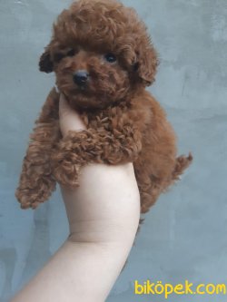 450 Gr Tea Cup Red Poodle Orjinal Secereli 1