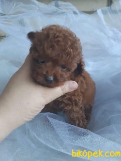 450 Gr Tea Cup Red Poodle Orjinal Secereli 2