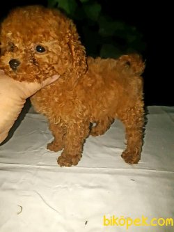 450 Gr Tea Cup Red Poodle Orjinal Secereli 3