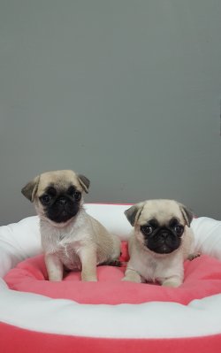 Pug 3