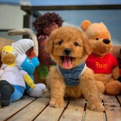 Yeni Gelen Poodle Yavrularımızdan 1