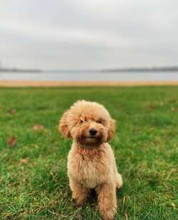 Poodle Yavru 1