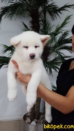 BEYAZ AKITA INU YAVRULARI 3