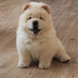 SATILIK MOR DİLLİ CHOW CHOW ÇİN ASLANI YAVRULARI 4