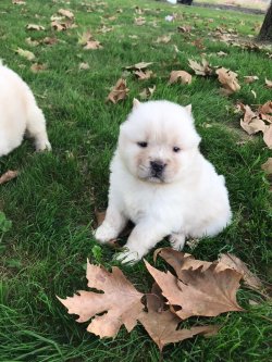 Satılık Chow Chow Yavrular 3