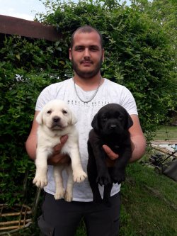 Labrador Yavrularımız 1