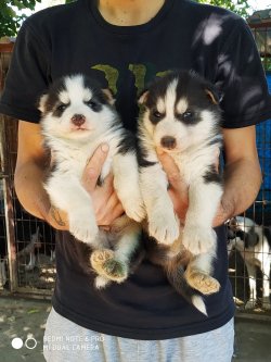 Husky Sibirya Kurdu Yavrularımız 3