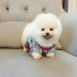 Orjinal Pomeranian Boo Yavrularımız 3