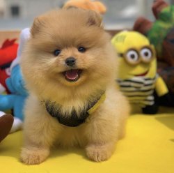 Orijinal Renk PomeranianBoo Yavrularımızdan 3