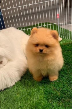Orji̇nal Pomerani̇an Boo Yavrularımız 1
