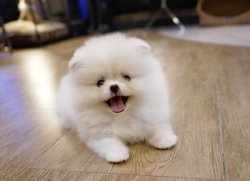 Pomeranian Boo Safkan Ayıcık Tip Gulen Surat Yavrularimiz 3