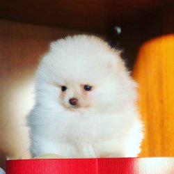 Orjinal Gülen Yüz Pomeranian Irk Garantili 1