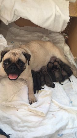 Satılık Pug 4 Temmuz Doğumlu 2 Erkek 1 Dişi İ̇steyenler İ̇letişime Geçebilir 2