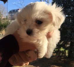 O Numara Maltese Yavrular 3