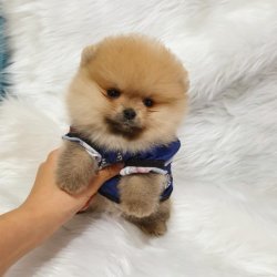Mükemmel Kalite Pomeranian Boo Yavrularımız 4