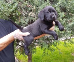 Black Labrador 2