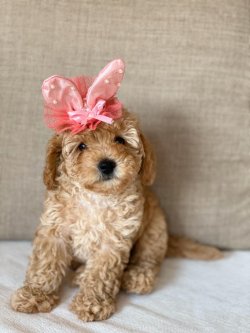 Apricot Toy Poodle 2