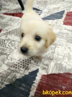 45günlük Golden 5